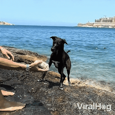 Black Dog Standing on Hind Legs on Rocky Beach