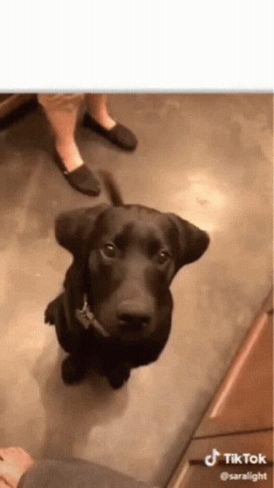 Black Dog Standing On Hind Legs GIF