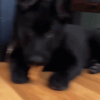 Black Dog Standing On Wooden Floor In Front Of Chair GIF