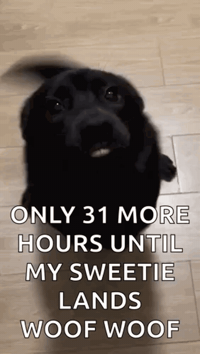 Black Dog Standing On Wooden Floor Looking Up GIF