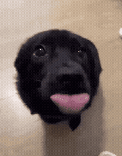 Black Dog Sticking Tongue Out GIF