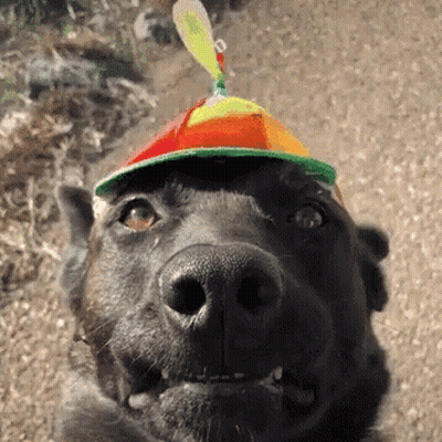 Black Dog Wearing Colorful Hat With Feather