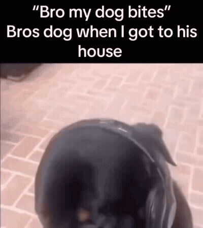 Black Dog Wearing Headphones Biting Another Dog GIF