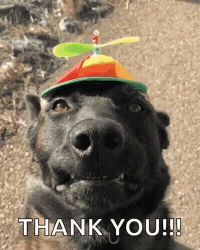 Black Dog Wearing Propeller Hat Saying Thank You GIF