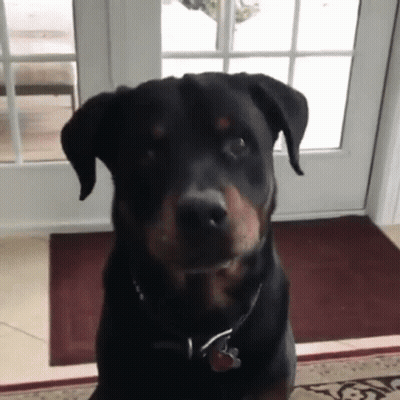 Black Dog With Amanda Tag GIF