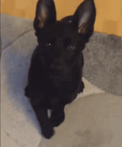 Black Dog With Big Ears Sitting GIF
