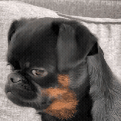 Black Dog With Brown Spot Sitting On Couch GIF