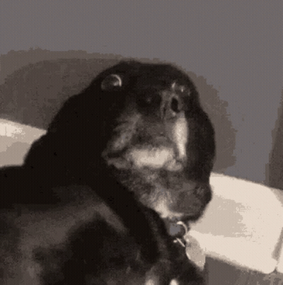 Black Dog With Collar Sitting On Couch GIF