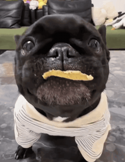 Black Dog With Food In Mouth GIF