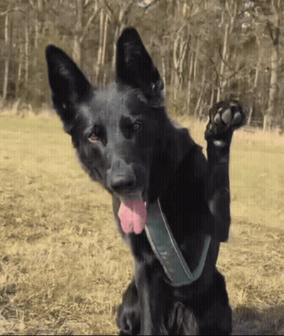 Black Dog With Green Collar GIF