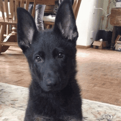 Black Dog With Large Ears Looking At Camera In Living Room GIF