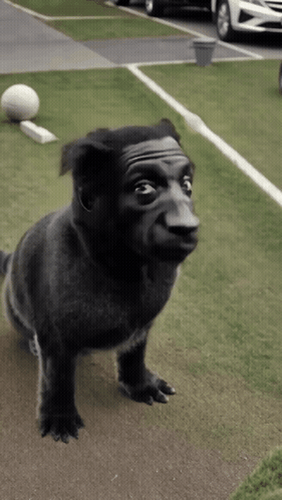 Black Dog With Man's Face On Head GIF
