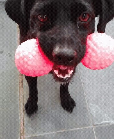 Black Dog With Pink Ball In Mouth GIF