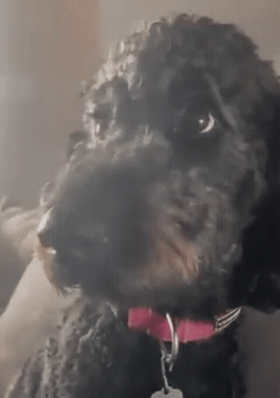Black Dog With Pink Collar And Tag GIF