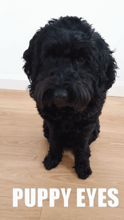 Black Dog With Puppy Eyes GIF