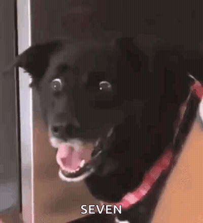 Black Dog With Red Collar Making Funny Face GIF