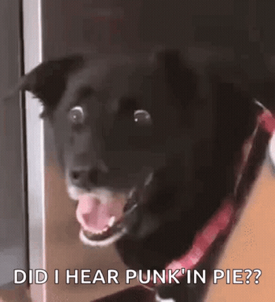 Black Dog With Red Collar Saying Did I Hear Punk In Pie? GIF