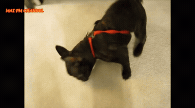 Black Dog With Red Collar Walking On White Carpet GIF