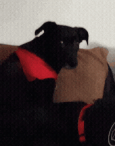 Black Dog with Red Scarf Lying on Couch