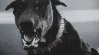 Black Dog With Spiked Collar GIF