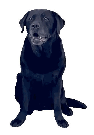 Black Dog With Tongue Out Sticker
