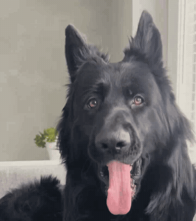 Black Dog With Tongue Out GIF