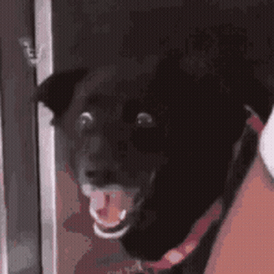 Black Dog With Tongue Out Surprised GIF