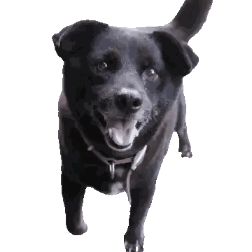 Black Dog With Tongue Out Sticker