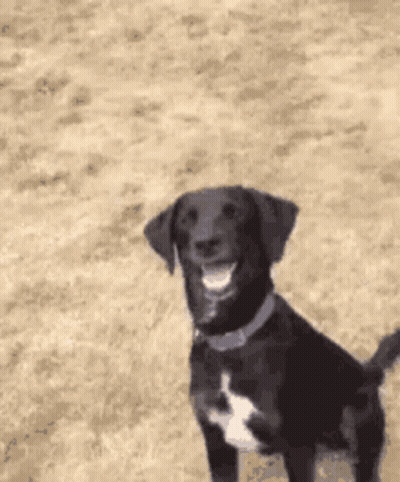 Black Dog with White Spot Standing in Sand