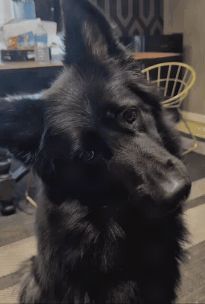 Black Dog With Yellow Chair Looking At Camera GIF