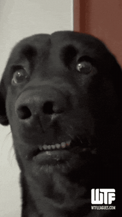Black Dog WTF Leagues.com GIF