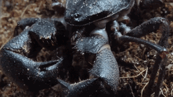 Black Emperor Scorpion  GIF