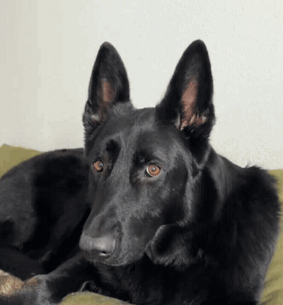 Black German Shepherd Laying On Green Pillow GIF