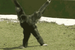 Black Gibbon Sitting GIF