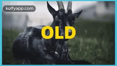 Black Goat Laying Down In Grass With Word Old In Yellow GIF