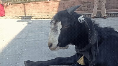 Black Goat With Bell On Neck GIF