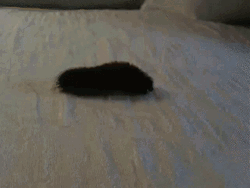 Black Gondal Caterpillar
