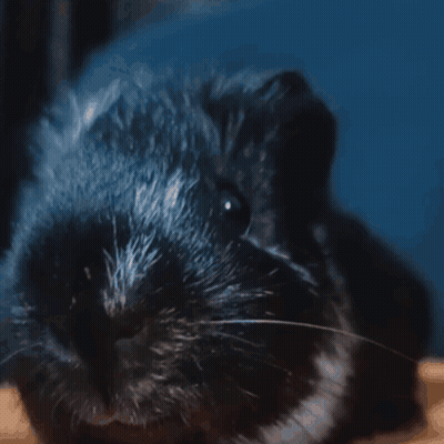 Black Guinea Pig With White Spot On Nose GIF