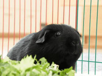 Black Guinea Pigs Eating GIF