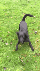 Black Happy Dog GIF
