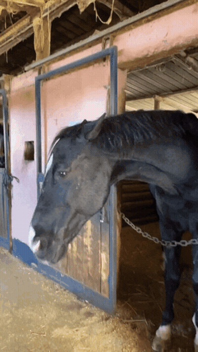 Black Horse Chained To Stable GIF