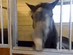 Black Horse Rapidly Neigh GIF