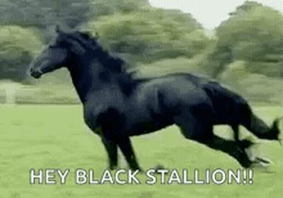 Black Horse Running In Field GIF