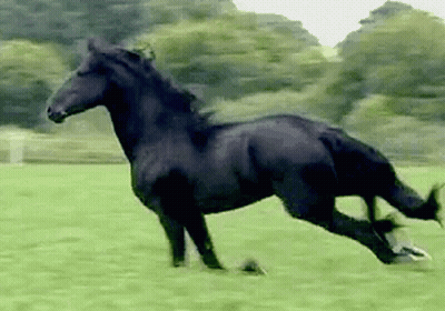 Black Horse Running In Field With Trees GIF