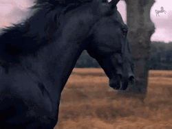 Black Horse Running Slow Motion GIF