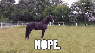 Black Horse Standing In Grass With Nope GIF