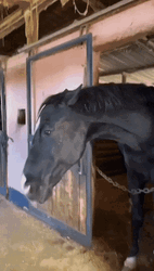 Black Horse Staring Silly GIF