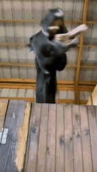 Black Horse Swinging Tongue Silly GIF