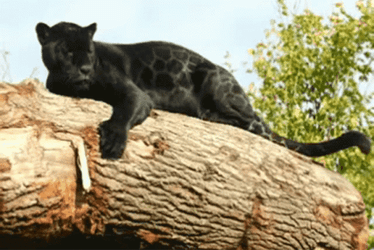 Black Jaguar Hugging Tree GIF