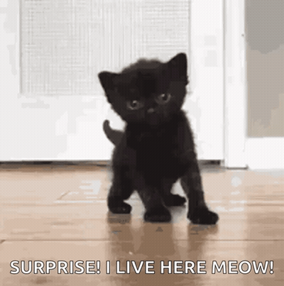 Black Kitten Saying Surprise I Live Here Meow GIF